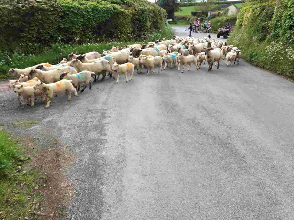 Sheep Crossing!